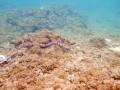 Tiger snake moray eel