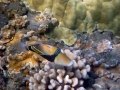 Humuhumunukunukuāpuaa (Reef triggerfish)