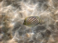 Ornate butterflyfish