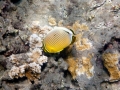 Oval or redfin butterflyfish