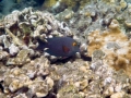 Gold or yellow eye tang