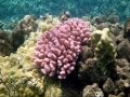 Pink coral