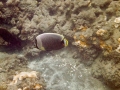 Reticulated butterflyfish