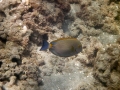 Eyestripe surgeonfish