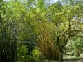 Bamboo, Keanae Arboretum
