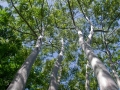 Baras (Painted gum trees),Keanae Arboretum