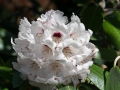 White rhododenron