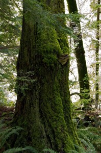 Large moss covered tree