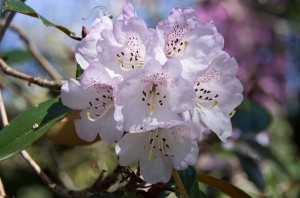 Rhododendron "Capanulatum"