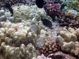 Goldring surgeonfish and Pebbled Butterflyfish