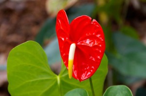 Anthurium in Hawaiian Troical Botanical Gardens