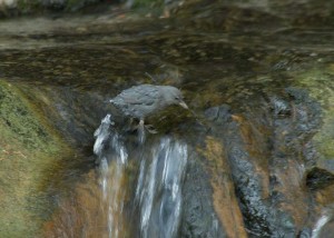 Ouesel (Dipper)