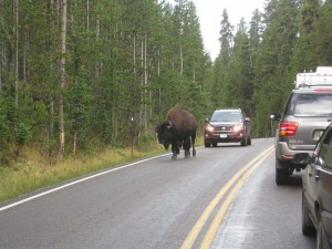 Bison causing traffic jam in Yellowstone Park