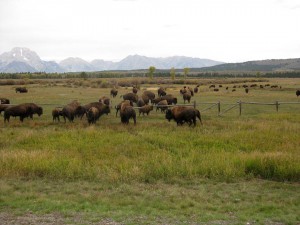 Bison jumping fence near road in Grand Teton park