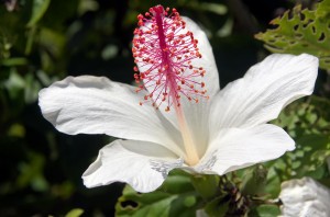 White endemic hibiscus 
