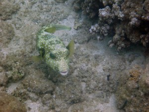 Stripebelly pufferfish