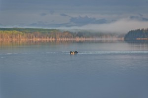Loons in the morning on Sandy Lake