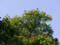 African tulip tree