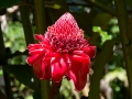 Heliconia,Keanae Arboretum