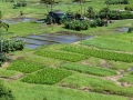 Taro patches, Keanae Overlook