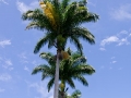 Palm trees on grounds of Wananalua church, 1838