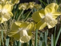 Daffodil