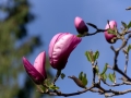 Pink Magnolia