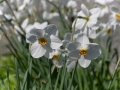 White daffodil