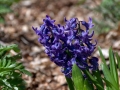 Blue hyacinth