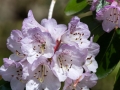 Pink rhododendron