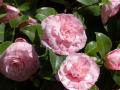 Pink striped camelia