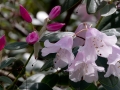 Pink rhododendron