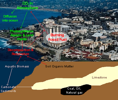 The carbon cycle